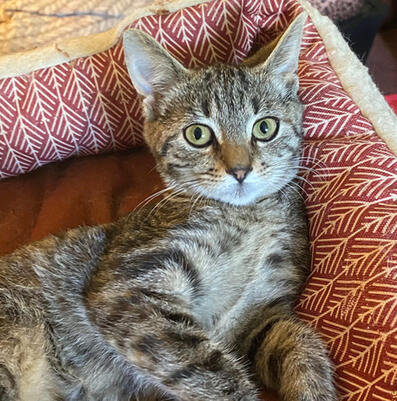 haru: human resources