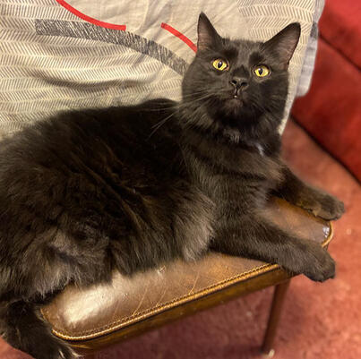 hawke: customer service