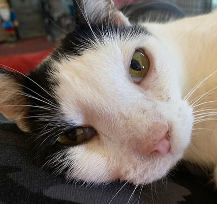 oogie: marketing, model